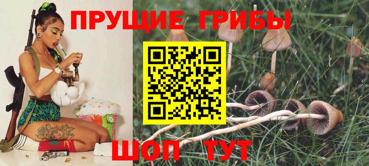 Галлюциногенные грибы Psilocybine cubensis Кашира